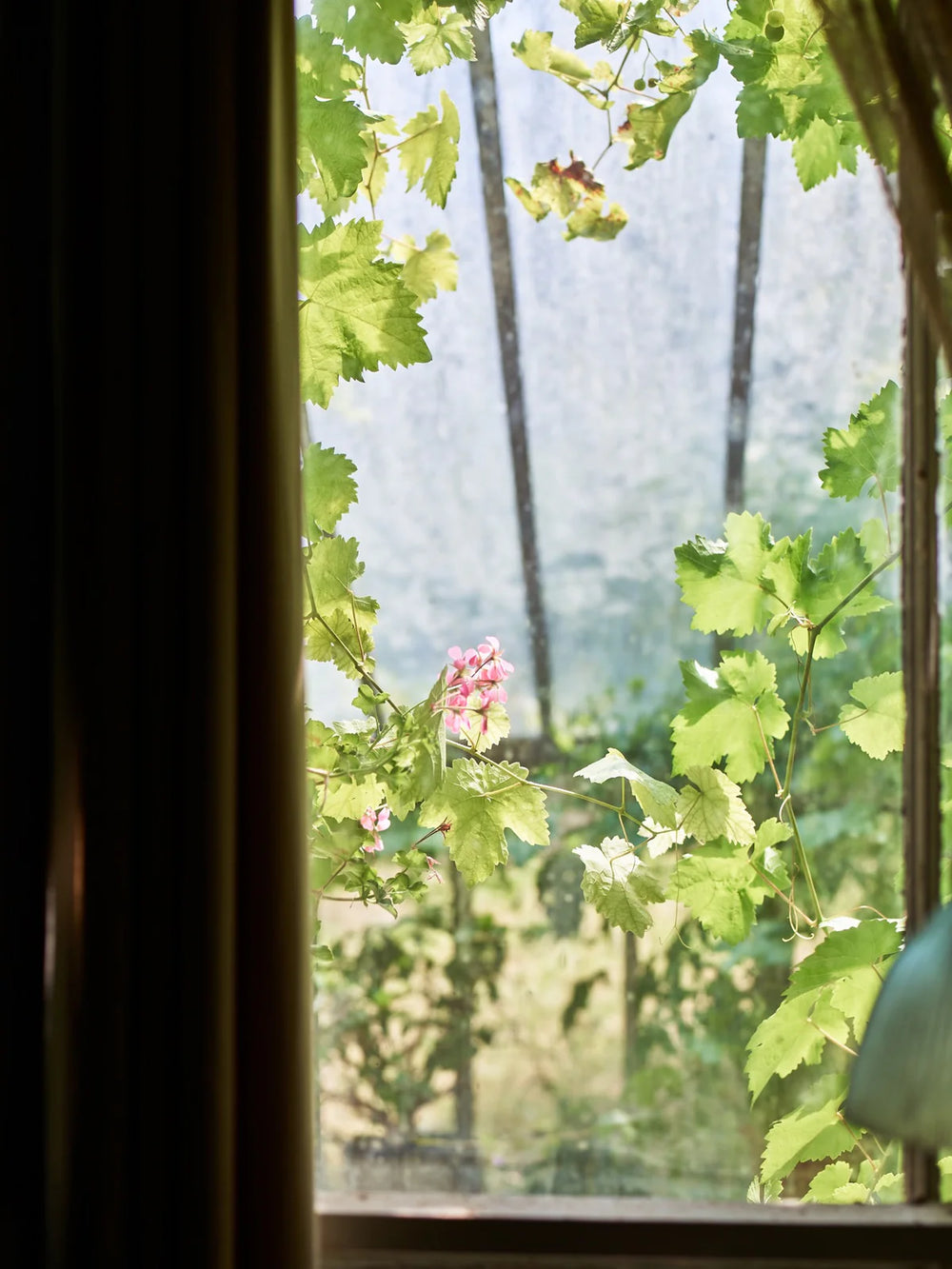 geranium plants outside window