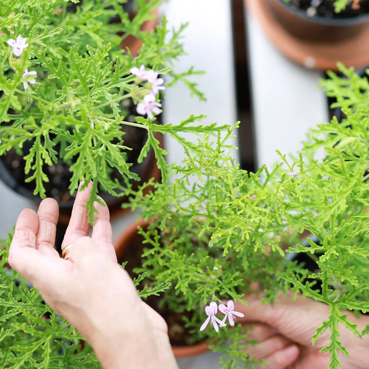 geranium plants in greenhouse