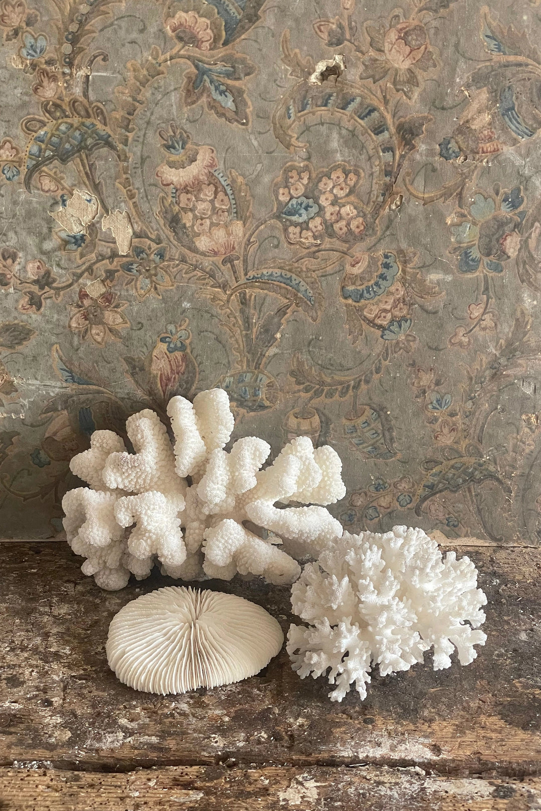 Coral Collection No.1