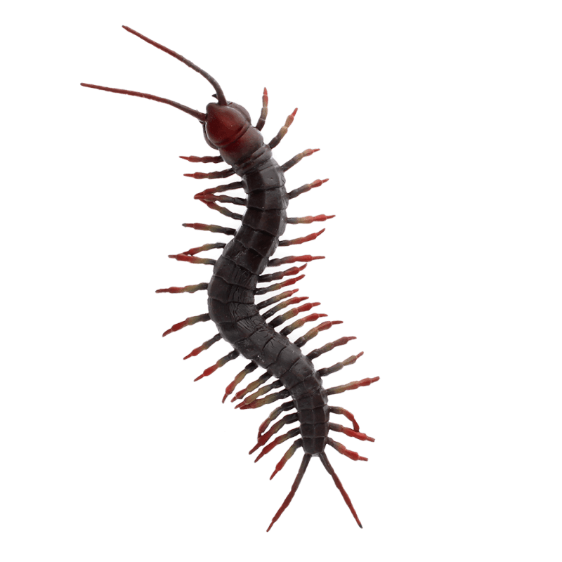 Realistic Centipede Toy