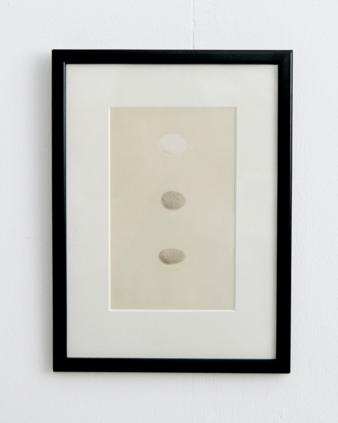 Framed Egg Print / Hoopoe