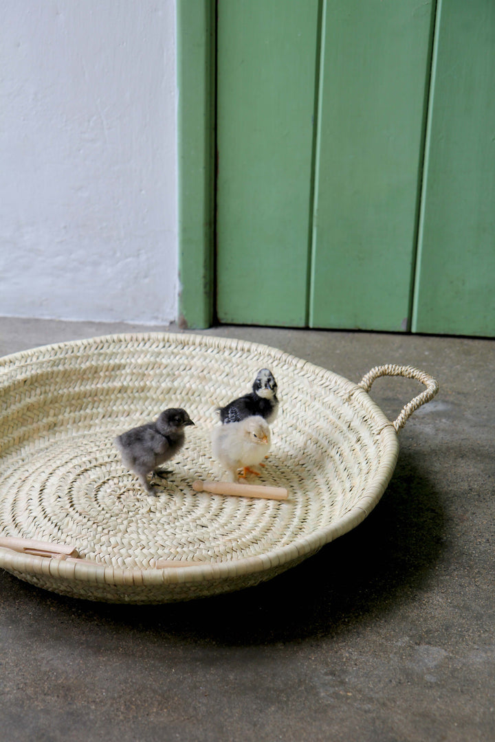 Three small birds on a woven tray with a green door in the background