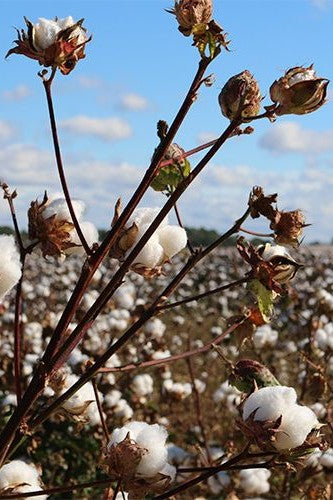 organic Cotton plant with white cotton bolls against a blue sky