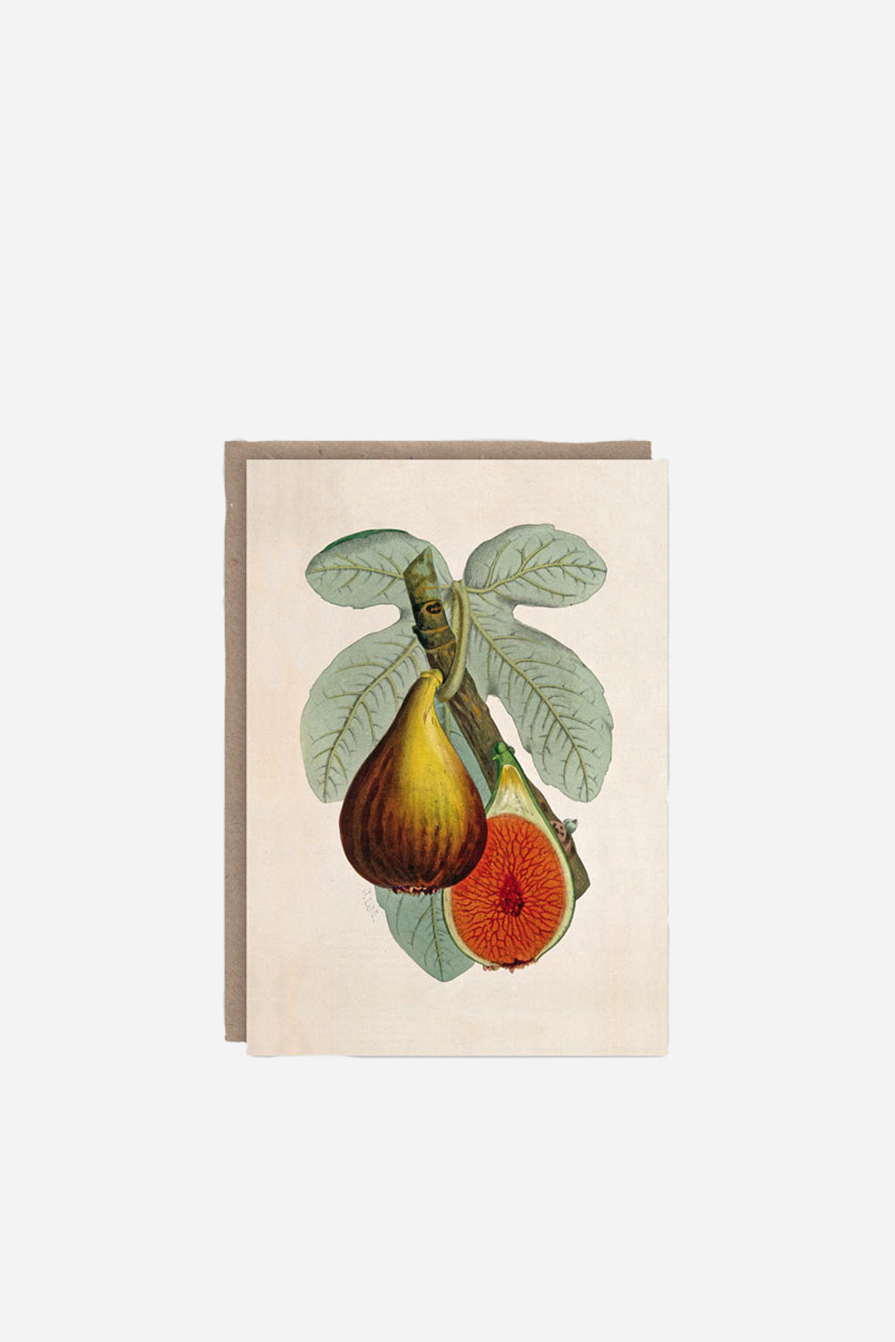 Fig Plant Card - Domestic Science Home