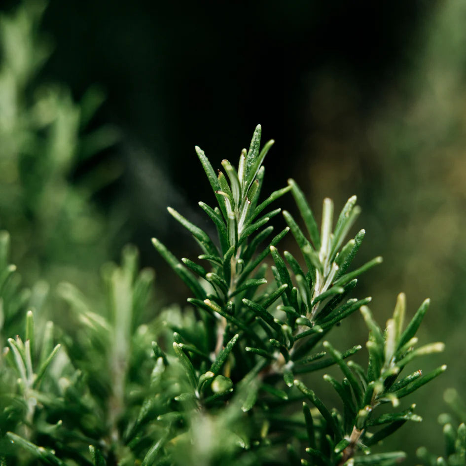rosemary