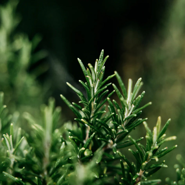 rosemary
