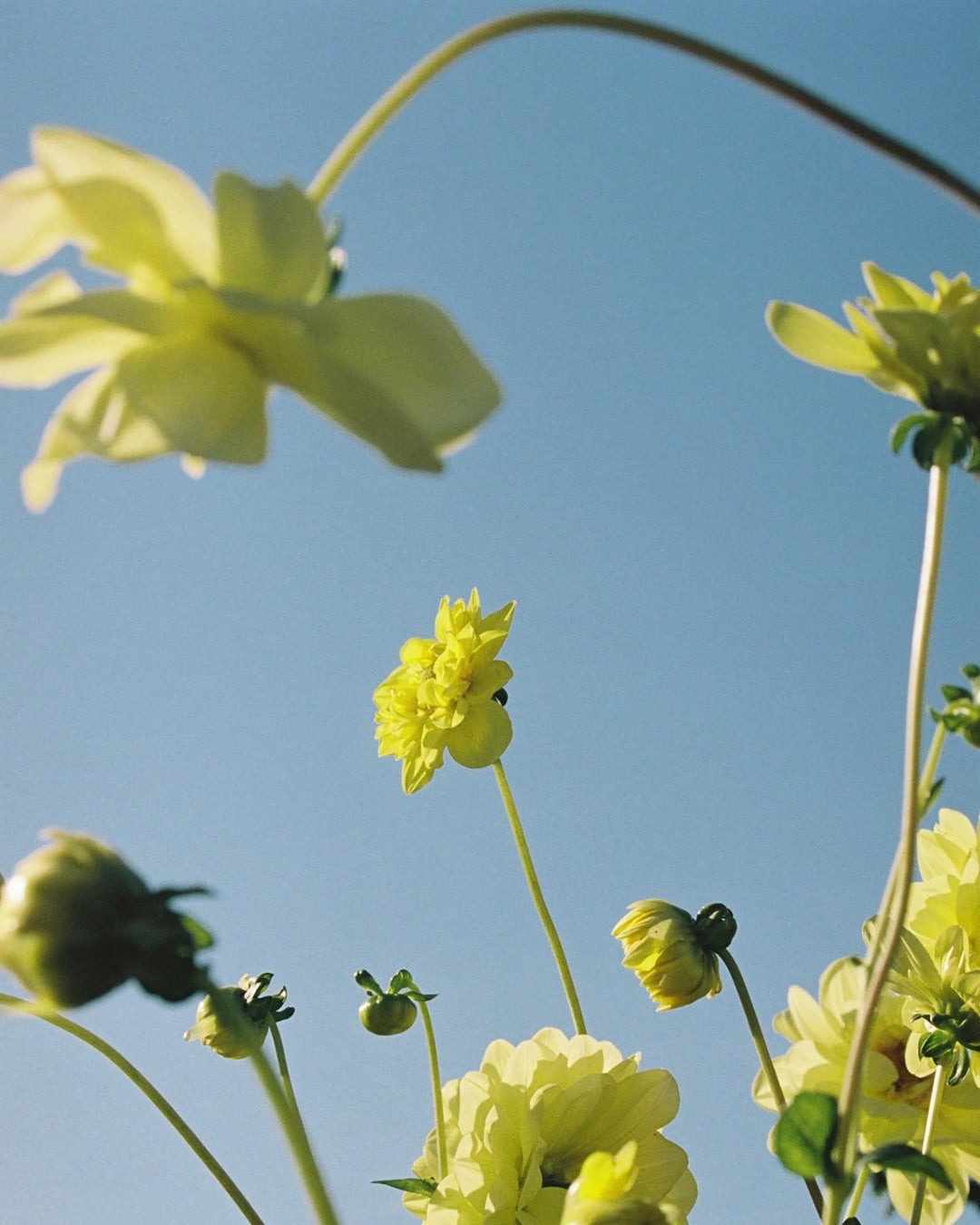 rowse beauty flowers against blue sky