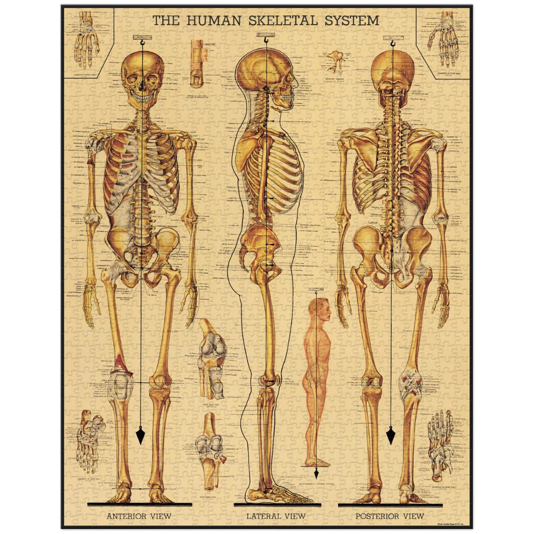 Skeletal System 1000 Piece Puzzle