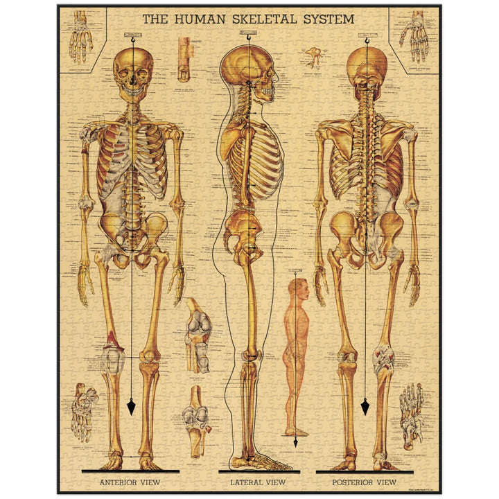Skeletal System 1000 Piece Puzzle