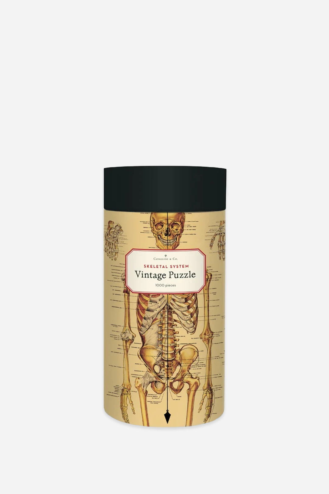 A cylindrical puzzle box featuring a vintage anatomical skeleton illustration in beige with a black lid, shown on a light gray background.