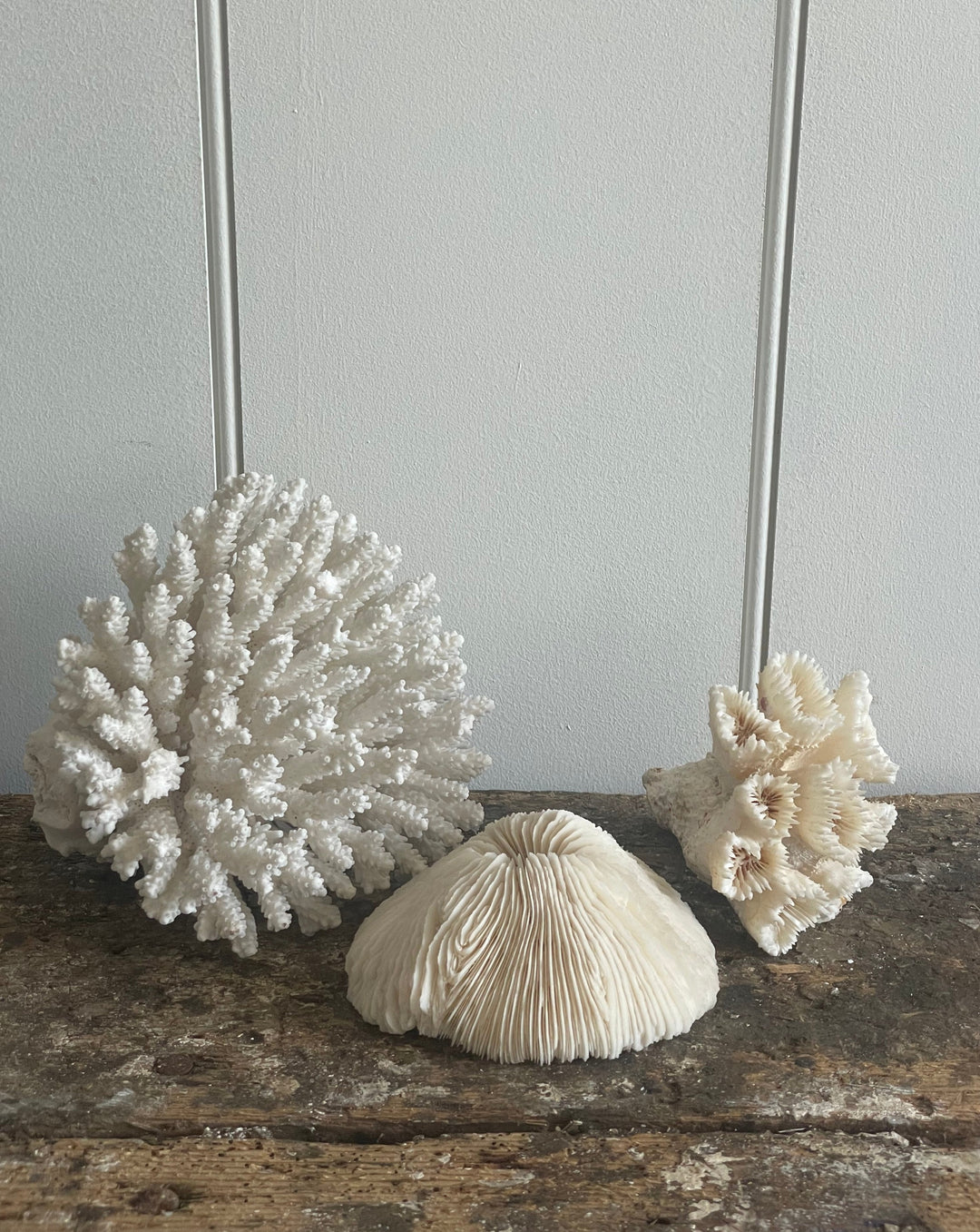 Coral Collection No.2
