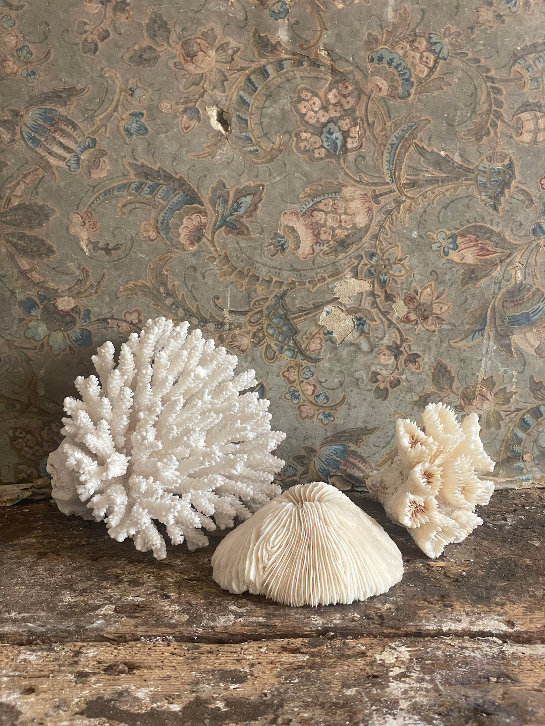 Coral Collection No.2