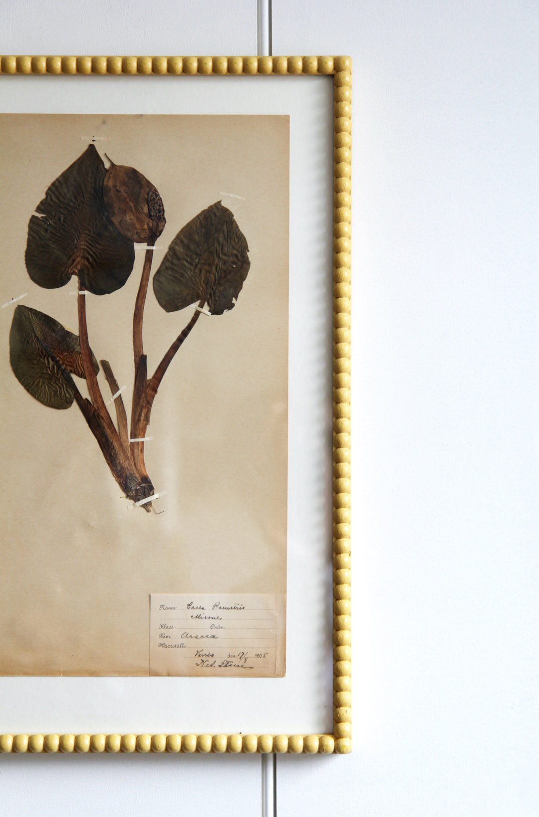 Antique Pressed Grass No.3 - Yellow Frame