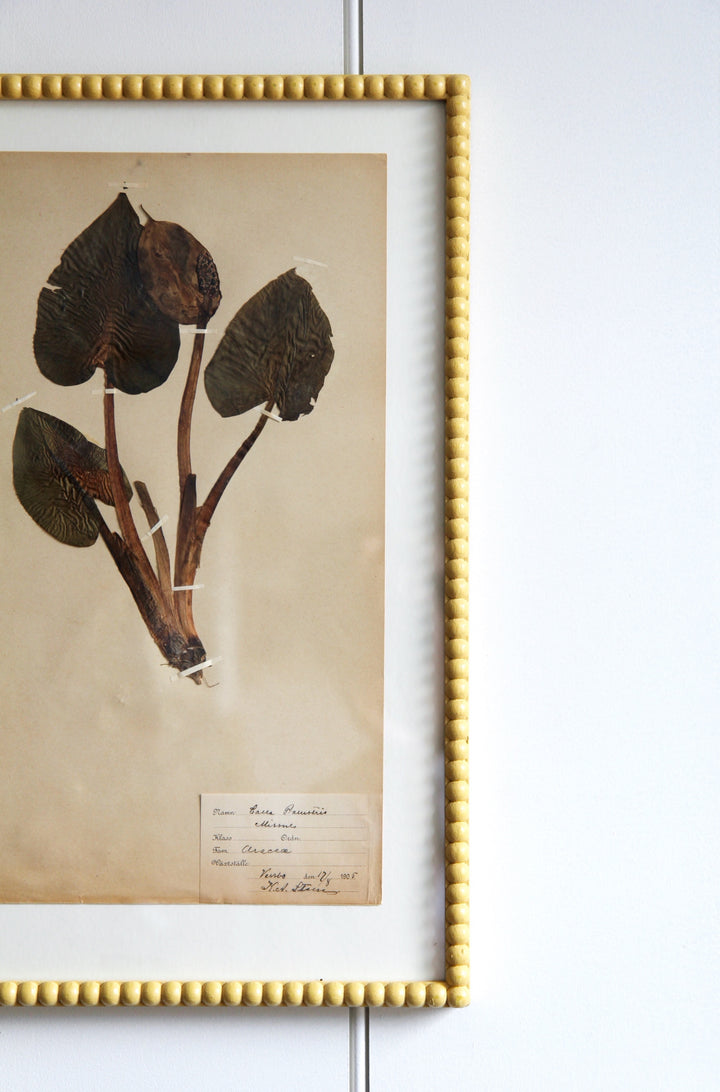 Antique Pressed Grass No.3 - Yellow Frame