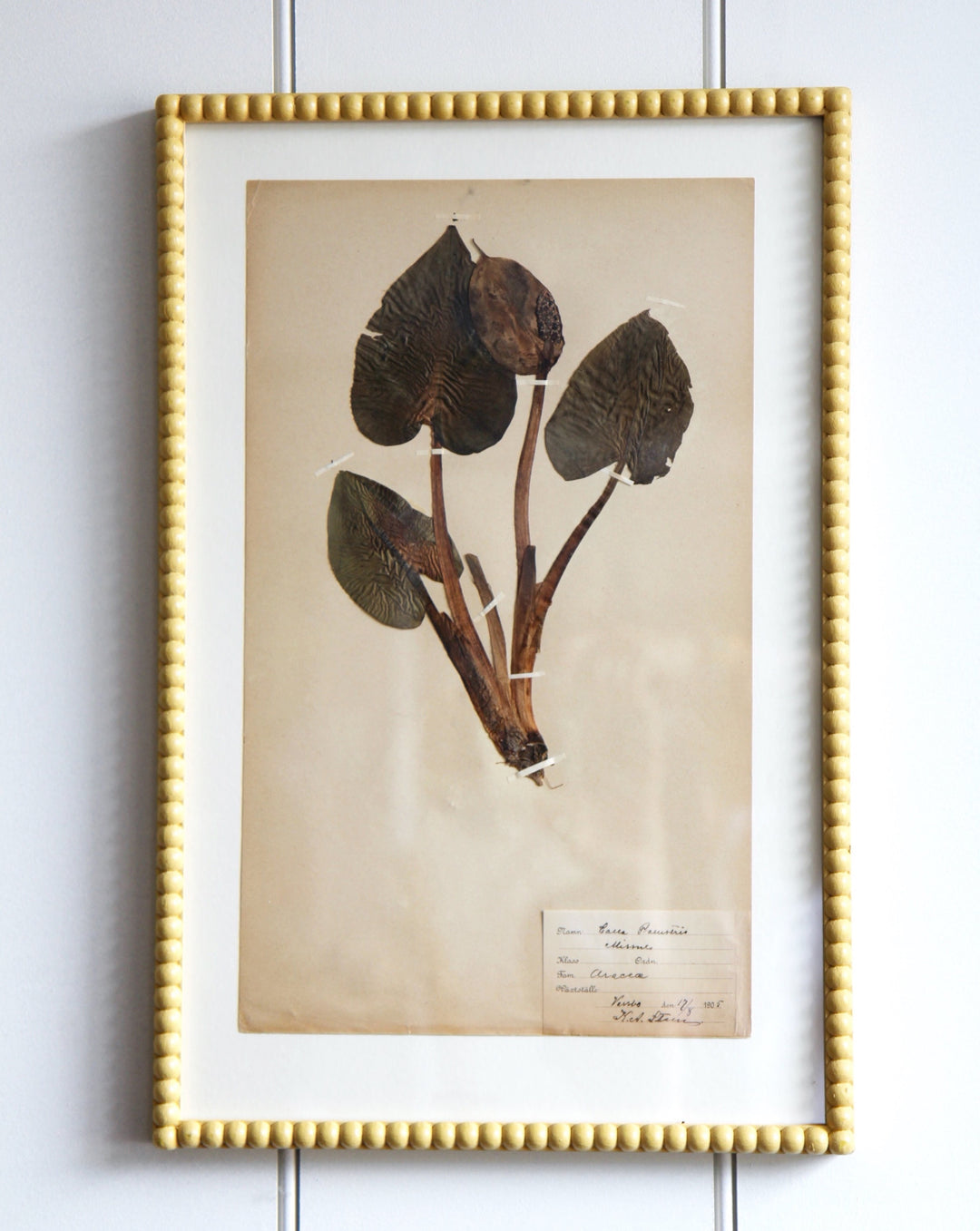 Antique Pressed Grass No.3 - Yellow Frame