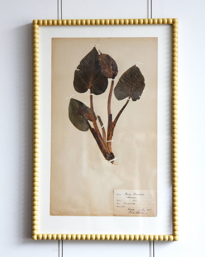 Antique Pressed Grass No.3 - Yellow Frame