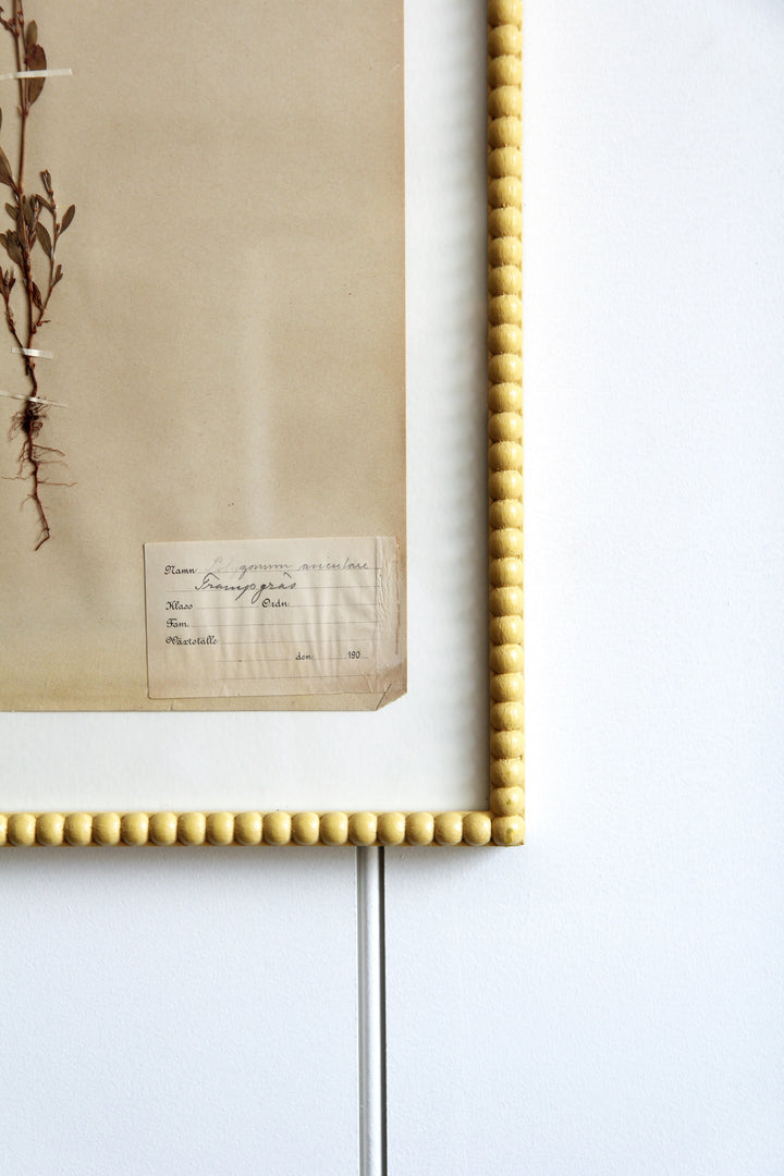 Antique Pressed Grass No.4 - Yellow Frame