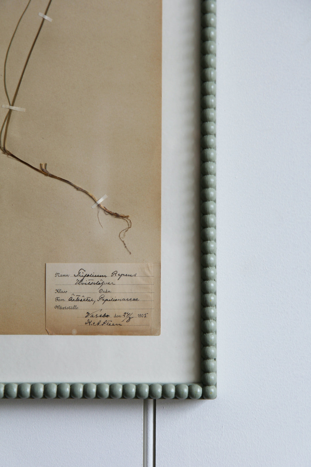 Antique Pressed Grass No.4 - Lichen Frame