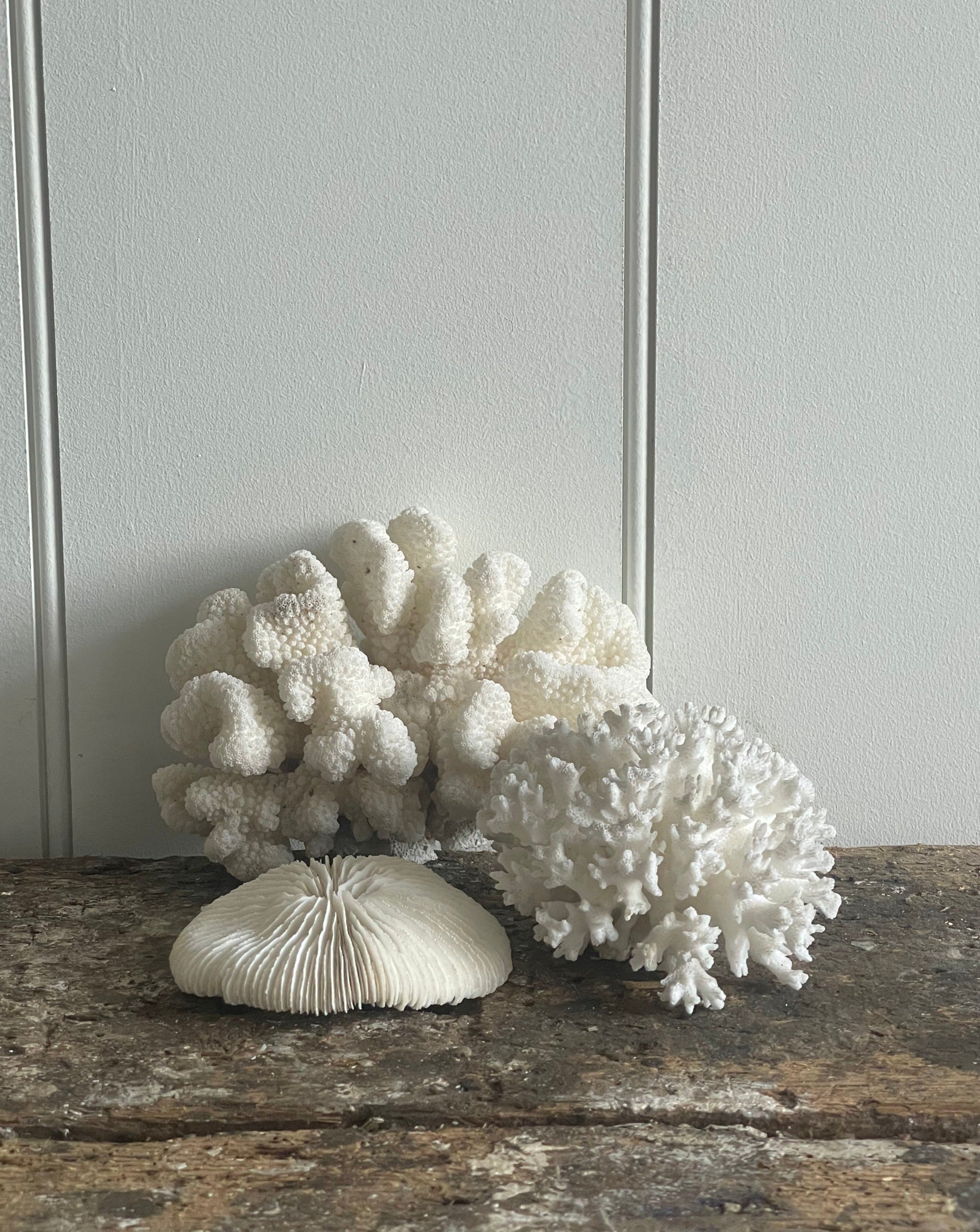 Coral Collection No.1 – Domestic Science Home