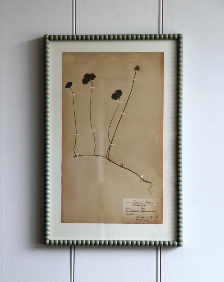 Antique Pressed Grass No.4 - Lichen Frame